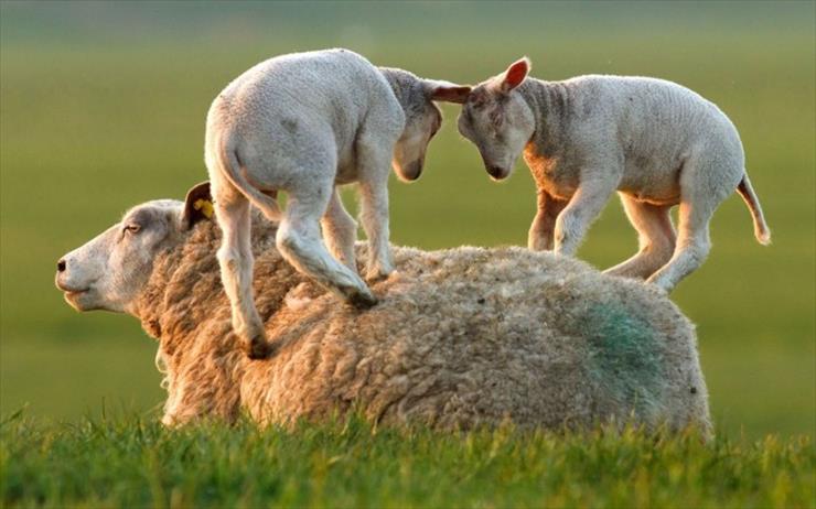 Fauna i Flora  - owca i owieczki.jpg