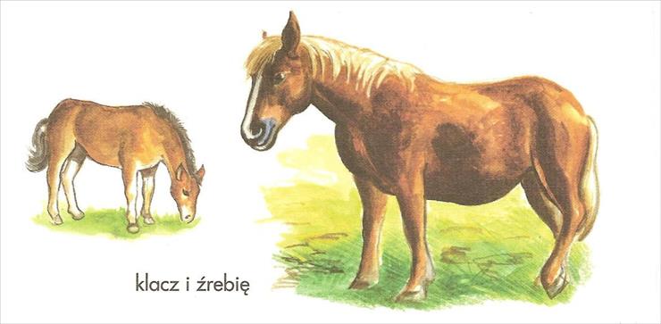 Zwierzęta - koń1.jpg